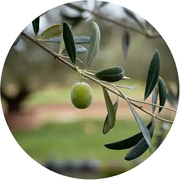 Les tendances couleur : olive profonde